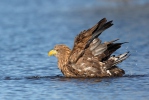 Burung Lang Ekor Putih