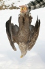 Burung Lang Ekor Putih