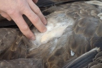 Burung Lang Ekor Putih