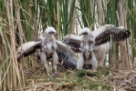 Burung Lang Kepala Putih