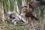 Burung Lang Kepala Putih