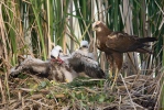 Burung Lang Kepala Putih