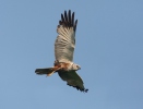 Burung Lang Kepala Putih