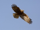 Burung Lang Kepala Putih