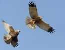 Burung Lang Kepala Putih