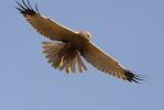 Burung Lang Kepala Putih