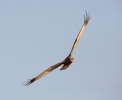 Burung Lang Kepala Putih