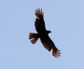 Burung Lang Kepala Putih