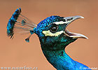 Burung Merak Biru