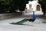 Burung Merak Biru