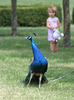 Burung Merak Biru