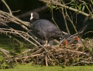 Burung Pangling Hitam