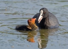 Burung Pangling Hitam