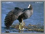 Burung Pangling Hitam