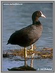 Burung Pangling Hitam