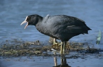 Burung Pangling Hitam