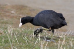 Burung Pangling Hitam