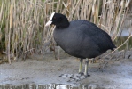 Burung Pangling Hitam