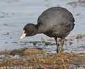 Burung Pangling Hitam