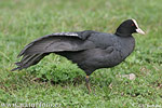 Burung Pangling Hitam