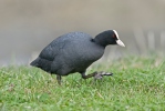 Burung Pangling Hitam