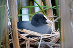 Burung Pangling Hitam