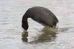 Burung Pangling Hitam