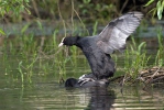 Burung Pangling Hitam