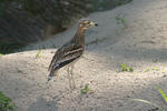 Burung Pasir Padang