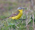 Burung Pipit Kuning