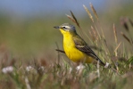 Burung Pipit Kuning