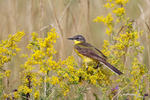 Burung Pipit Kuning