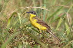 Burung Pipit Kuning