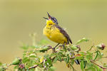 Burung Pipit Kuning