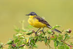 Burung Pipit Kuning