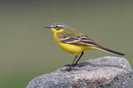 Burung Pipit Kuning