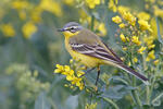 Burung Pipit Kuning