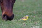 Burung Pipit Kuning