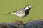 Burung Pipit Pelanduk