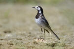 Burung Pipit Pelanduk