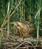 Burung Puchong Danau