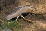 Burung Puchong Kuak