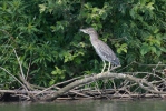 Burung Puchong Kuak