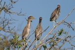 Burung Puchong Kuak