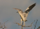 Burung Puchong Kuak