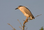 Burung Puchong Kuak