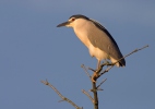 Burung Puchong Kuak