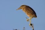 Burung Puchong Kuak