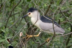 Burung Puchong Kuak