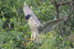 Burung Puchong Kuak